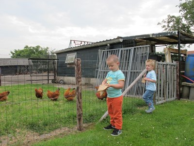 De Kippen Voeren - Kinderopvang The Bunnies Ewijk