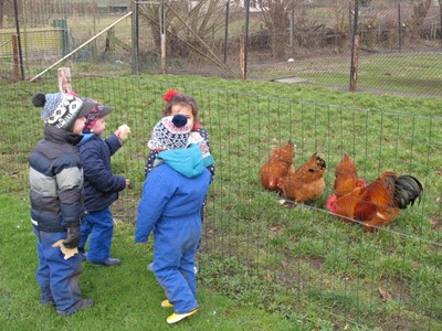 De kippen zijn blij met het brood - Kinderopvang The Bunnies Ewijk